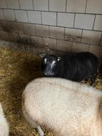 Dekram Dassenkop ( zuiver), Dieren en Toebehoren, Mannelijk, Schaap