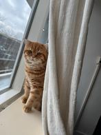 Britse Korthaar kat, Dieren en Toebehoren, Katten en Kittens | Raskatten | Korthaar, Poes, Ontwormd, 0 tot 2 jaar