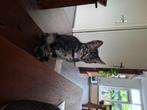Kittens, Dieren en Toebehoren, Katten en Kittens | Overige Katten, Meerdere dieren, Kortharig, 0 tot 2 jaar