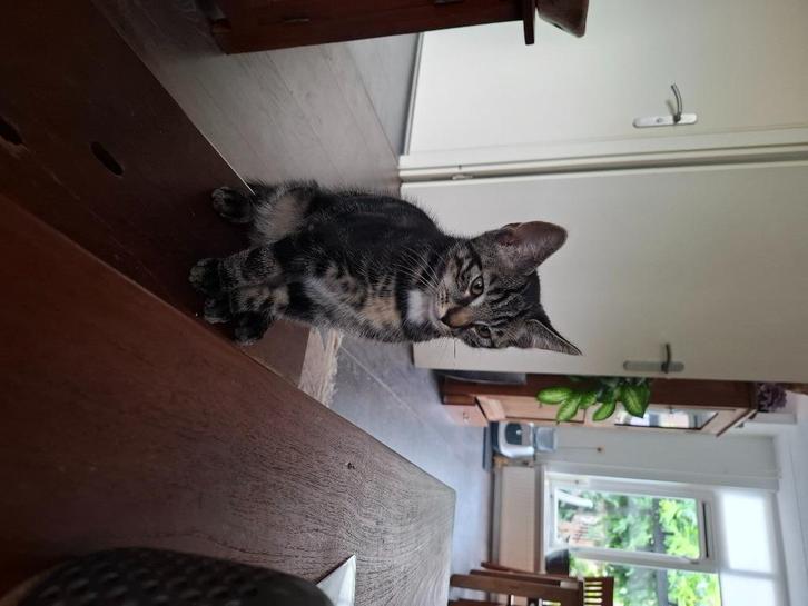 Kittens, Dieren en Toebehoren, Katten en Kittens | Overige Katten, Kortharig, Meerdere dieren, 0 tot 2 jaar