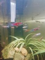 Guppies Tekoop, Dieren en Toebehoren, Vis