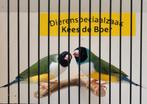 Koppel zwartkop witborst goulds, Meerdere dieren, Tropenvogel