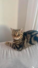 Katten oppas Enschede!, Ophalen