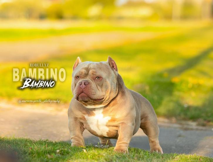 American Bully - stud (clean, extreem, micro), Dieren en Toebehoren, Honden | Bulldogs, Pinschers en Molossers, Reu, Overige rassen
