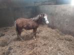 Mooi New forest hengstveulen, Dieren en Toebehoren, Hengst, B pony (1.17m tot 1.27m), Gechipt, 0 tot 2 jaar