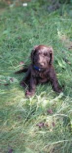 Choco Medium Australian Labradoodle Pups, Dieren en Toebehoren, Overige rassen, 8 tot 15 weken, Meerdere, Meerdere dieren