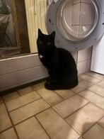 Gratis kat, Dieren en Toebehoren, Katten en Kittens | Overige Katten, Kater