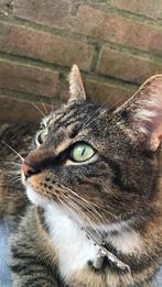 Lieve Benja dringend op zoek naar een huis, Dieren en Toebehoren, Katten en Kittens | Overige Katten, Poes