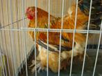 Brahma hanen, Dieren en Toebehoren, Pluimvee, Mannelijk, Kip