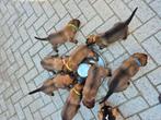 mechelse herder pups, Dieren en Toebehoren, Rabiës (hondsdolheid), 8 tot 15 weken, Meerdere, Meerdere dieren