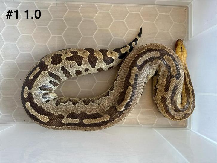 Python curtus breitensteini