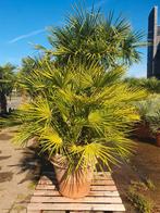 Chamaerops humilis, 100 tot 250 cm, Zomer, Palmboom, Ophalen