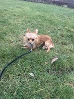 Chihuahua reu 1 jaar oud, Reu, 1 tot 2 jaar, Parvo, Eén hond