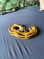 Koningspythons, Dieren en Toebehoren, Slang, Tam