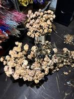 Partij pioenrozen droogbloemen, Nieuw, Ophalen of Verzenden, Artisticsflowers, Info@artisticsflowers.nl