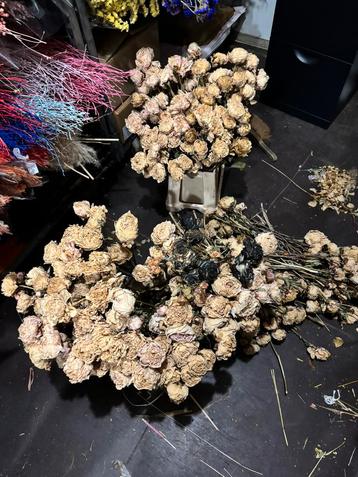 Partij pioenrozen droogbloemen beschikbaar voor biedingen