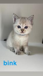 Prachtige Kittens half brits korthaar half ragdoll, Dieren en Toebehoren, Katten en Kittens | Raskatten | Korthaar, Meerdere dieren
