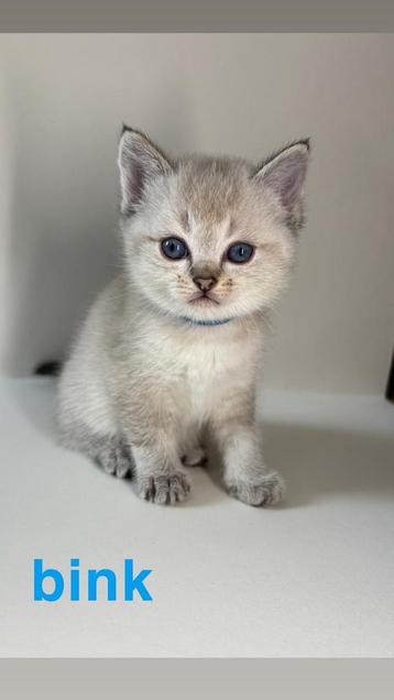 Prachtige Kittens half brits korthaar half ragdoll beschikbaar voor biedingen