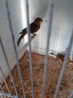 Mexciaanse roodmus man 2025, Dieren en Toebehoren, Vogels | Overige Vogels, Mannelijk