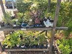 vaste planten 10 voor 10euro, Ophalen, Zomer, Volle zon