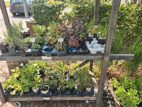 vaste planten 10 voor 10euro, Tuin en Terras, Planten | Tuinplanten, Volle zon, Zomer, Ophalen