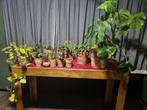 Bloempotten (excl. planten) set 12 stuks [Z.S.M. OPHALEN!!], Ophalen, Binnen, Zo goed als nieuw, Overige vormen