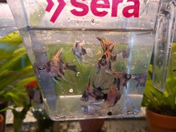 Koi maanvis  beschikbaar voor biedingen