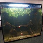 Fluval flex 34 liter met garnalen en posthoornslakken, Ophalen, Zo goed als nieuw, Gevuld zoetwateraquarium