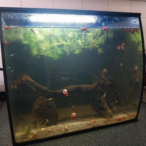 Fluval flex 34 liter met garnalen en posthoornslakken, Dieren en Toebehoren, Vissen | Aquaria en Toebehoren, Zo goed als nieuw