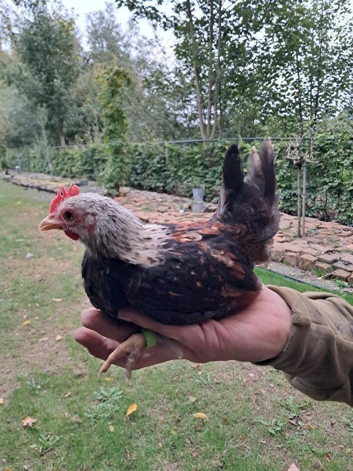 Serama haantje, Dieren en Toebehoren, Pluimvee, Kip, Mannelijk