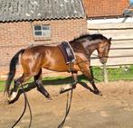 6 jarige merrie te koop, Dieren en Toebehoren, Paarden, Zadelmak, Merrie, Met stamboom, 160 tot 165 cm