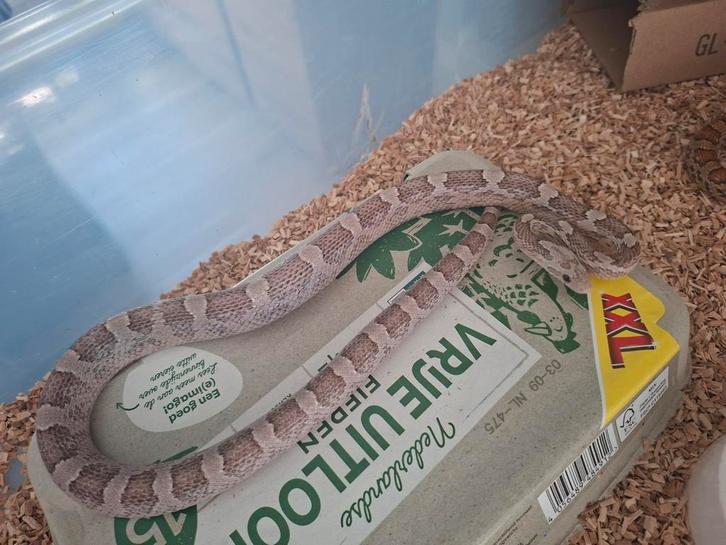 Koppeltje rattenslangen, Dieren en Toebehoren, Reptielen en Amfibieën, Slang, 0 tot 2 jaar