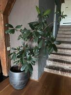 Ficus Elastica (rubberplant) kamerplant plant 160 cm, Huis en Inrichting, Kamerplanten, Ophalen, Ficus, Halfschaduw, Minder dan 100 cm