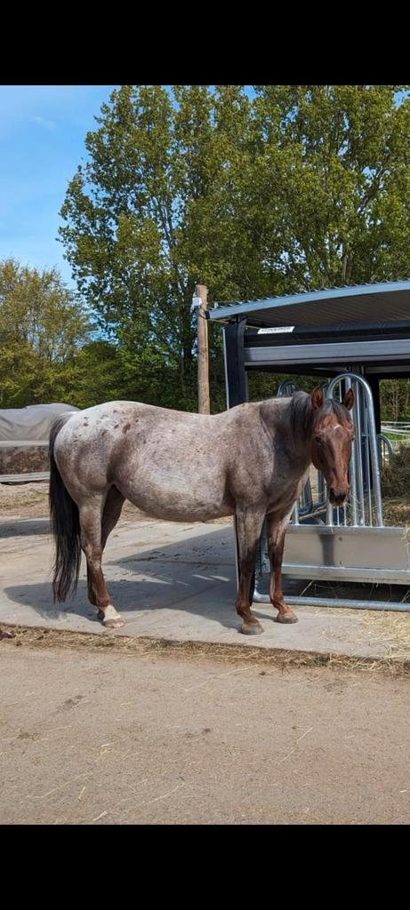 Fokmerrie / draagmerrie in bruikleen aangeboden, Dieren en Toebehoren, Paarden en Pony's | Dekhengsten en Fokmerries, Merrie