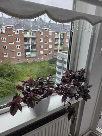 Tradescantia planten / hangplanten. beschikbaar voor biedingen