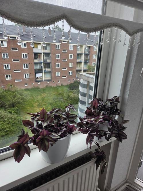 Tradescantia planten / hangplanten., Huis en Inrichting, Kamerplanten, Vetplant, Minder dan 100 cm, Groene kamerplant, Halfschaduw
