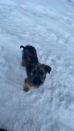 Schnauzer Poedel Pups, Parvo, Overige rassen, 8 tot 15 weken, Meerdere