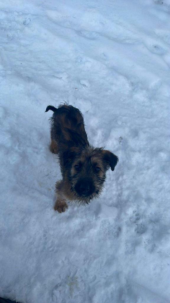 Schnauzer Poedel Pups, Dieren en Toebehoren, Honden | Jack Russells en Terriërs, Meerdere dieren, Overige rassen, Particulier