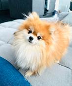 raszuivere mini pomeranian pomeriaan fci stamboom, Dieren en Toebehoren, Particulier, Rabiës (hondsdolheid), Buitenland, Meerdere