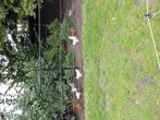 3 jonge witte hennen, Dieren en Toebehoren, Pluimvee, Vrouwelijk, Kip