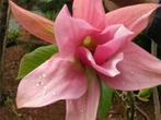 Magnolia 'Daybreak' (Beverboom) 80-100cm, 5liter pot, Overige soorten, Lente, Minder dan 100 cm, Ophalen
