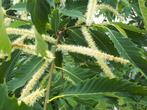 tamme kastanje hoogstam castanea sativa, Ophalen, In pot, Volle zon, Overige soorten