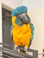 Lieve Tamme BlauwKeel Ara Pop, Dieren en Toebehoren, Vogels | Parkieten en Papegaaien, Vrouwelijk, Papegaai