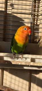 Fischerie jonkies baby agapornis dwergpapegaai, Dieren en Toebehoren, Geslacht onbekend, Dwergpapegaai of Agapornis, Tam