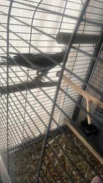 Valkparkiet stitch, Dieren en Toebehoren, Vogels | Parkieten en Papegaaien, Vrouwelijk, Parkiet, Tam
