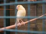 kanarie, Dieren en Toebehoren, Vogels | Kanaries, Mannelijk, Kleurkanarie