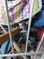2 chinchillas (bokjes) inclusief kooi, Mannelijk, Chinchilla, Voor 1 juli 2024