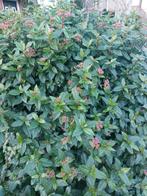 Viburnum tinus, Ophalen, Overige soorten, Struik