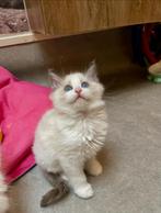 Bicolor Blue Point katertje  met stamboom, Dieren en Toebehoren, Katten en Kittens | Raskatten | Langhaar, Kater, Gechipt, 0 tot 2 jaar