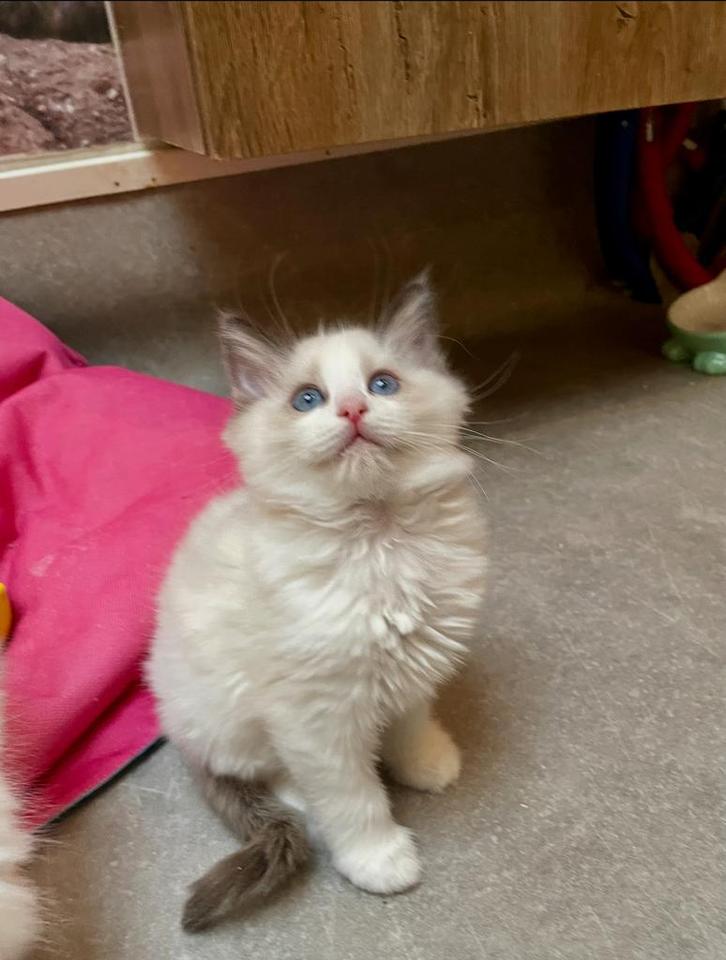 Bicolor Blue Point katertje  met stamboom, Dieren en Toebehoren, Katten en Kittens | Raskatten | Langhaar, Kater, 0 tot 2 jaar